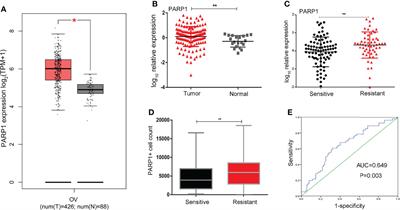 High Expression of PARP1 in Tumor and Stroma Cells Predicts Different Prognosis and Platinum Resistance in Patients With Advanced Epithelial Ovarian Cancer